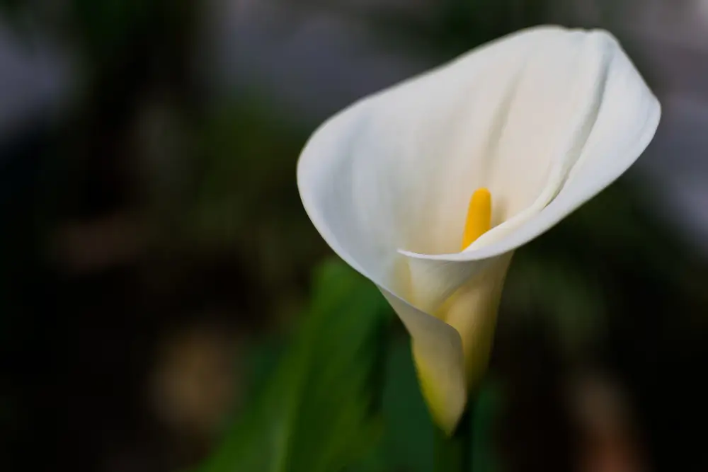 Peace Lily Care Tips