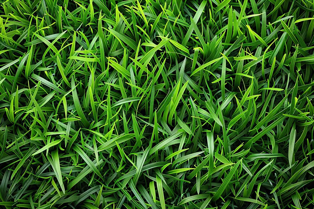 Achieve a healthy lawn: The best fertilizers for St. Augustine grass