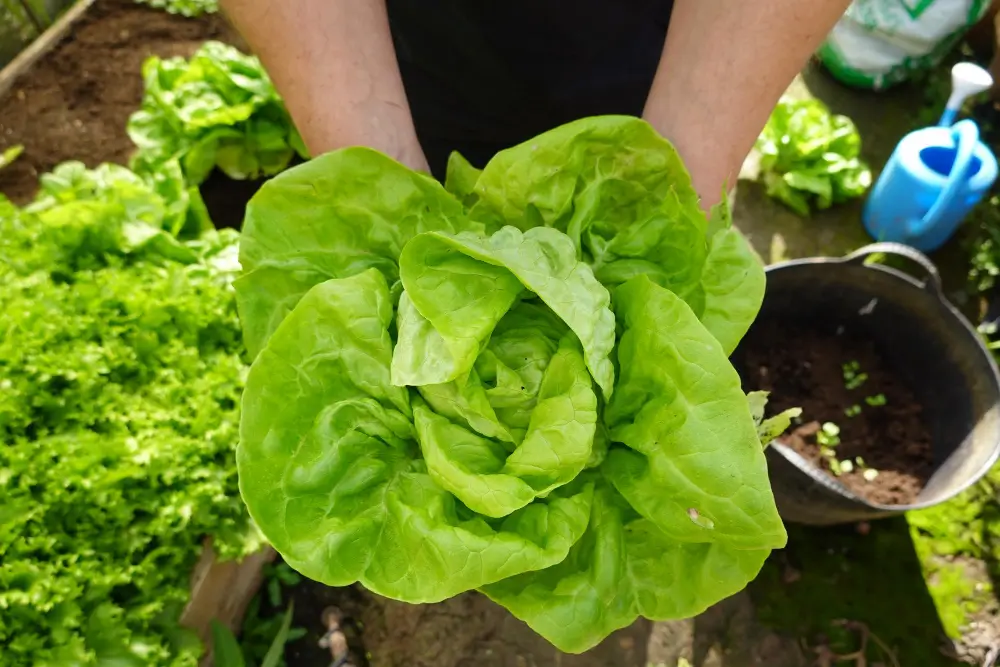 How to grow lettuce: Your guide to fresh greens from seed to harvest