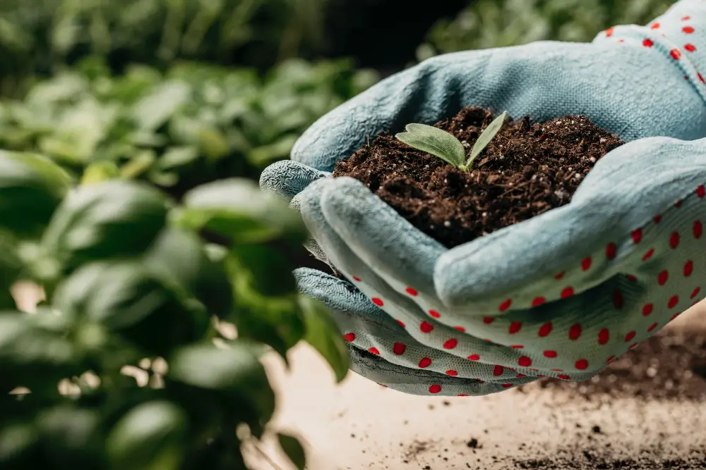 impact of fertilizers on the nitrogen cycle