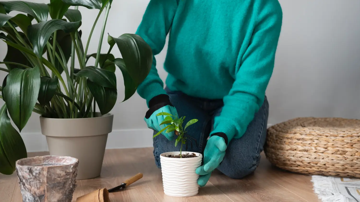 Boosting indoor plant growth: The best fertilizers for houseplants