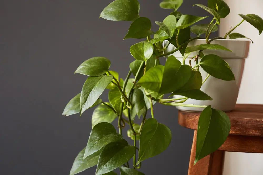 Propagating Pothos: Simple methods for growing new plants from cuttings