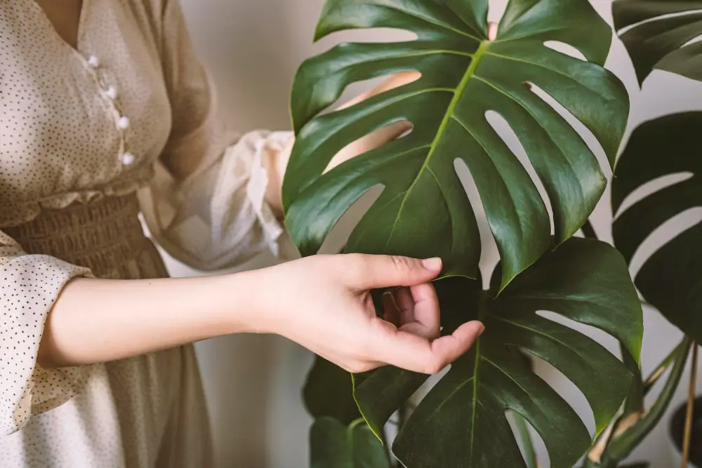 Repotting Monstera: When and how to give your monstera more room to grow