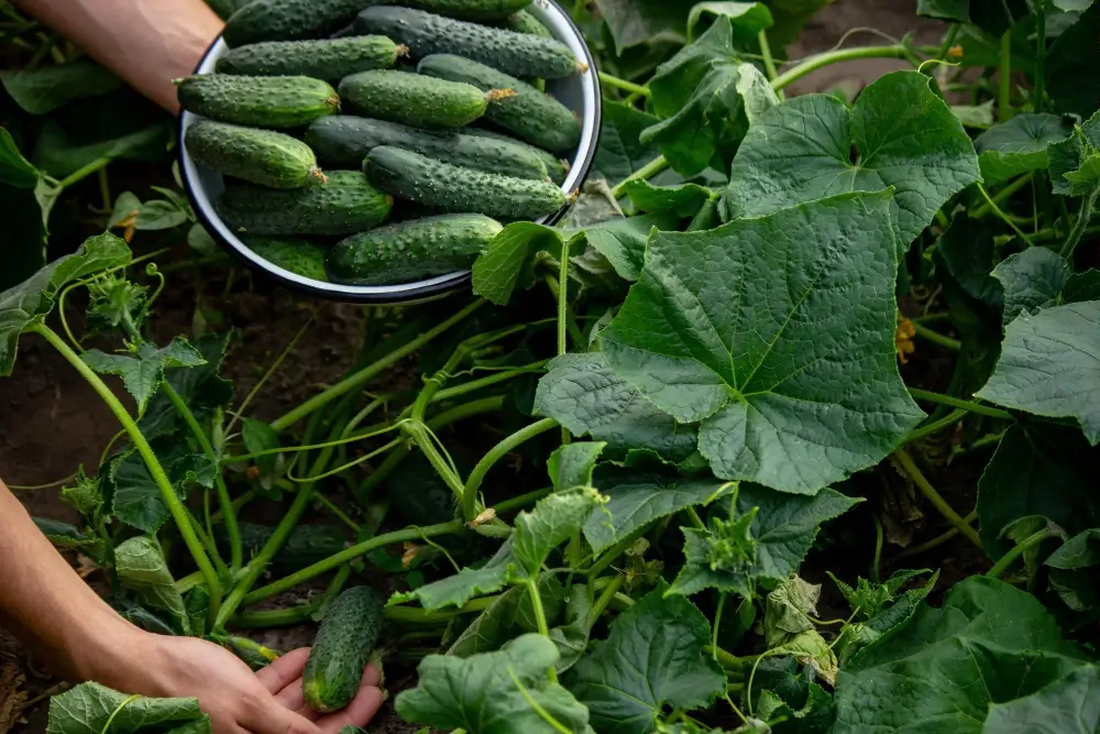 How to grow cucumbers: Tips for a bountiful harvest in your garden