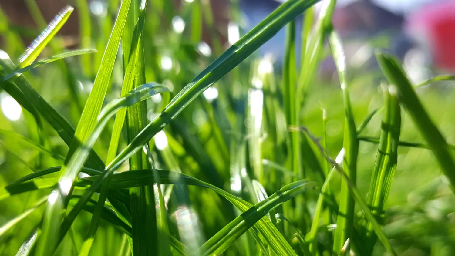 The Best Fertilizers to Keep Your St. Augustine Grass Lush and Green