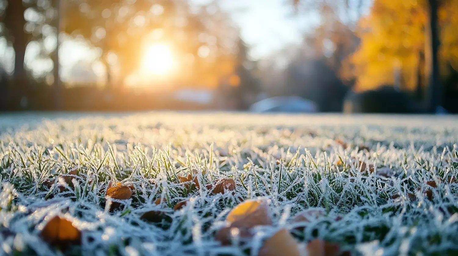 Preparing Your Lawn for Winter: The Best Fertilizers to Use in Cold Weather