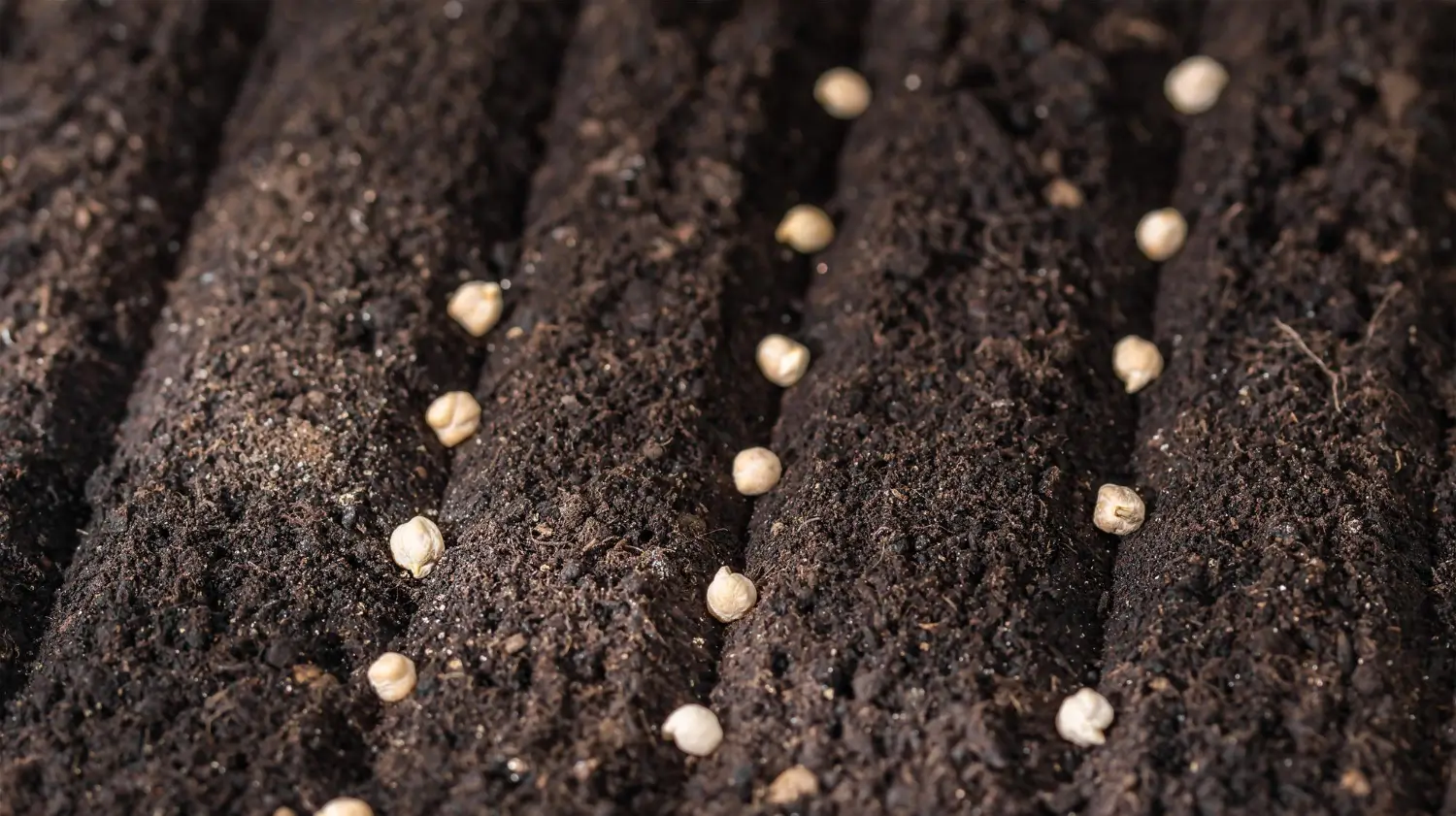 Exploring Ozma Coated Fertilizer: What It Is and How to Use It