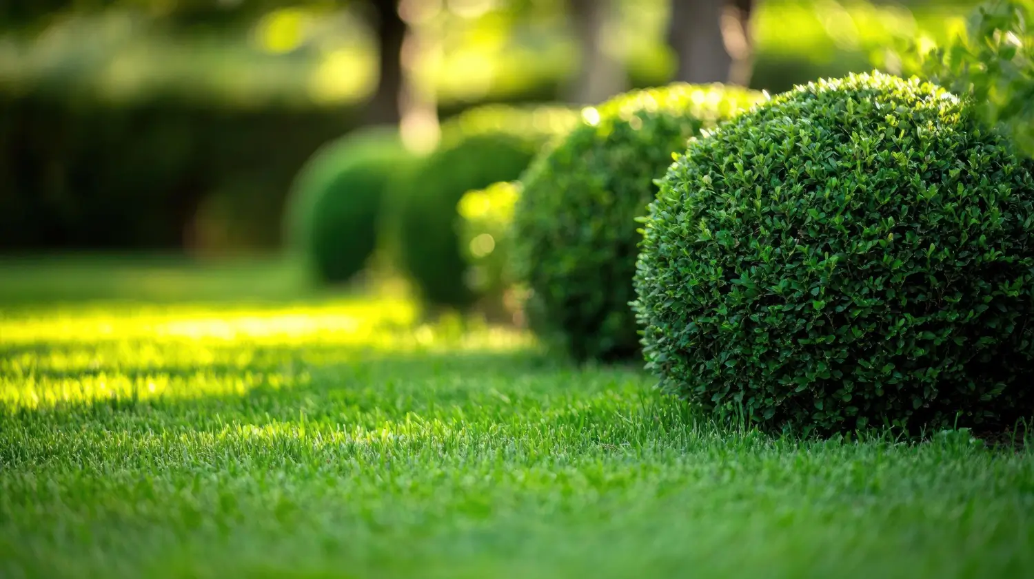 Keep Your Shrubs Thriving: The Best Fertilizers for Healthy Growth