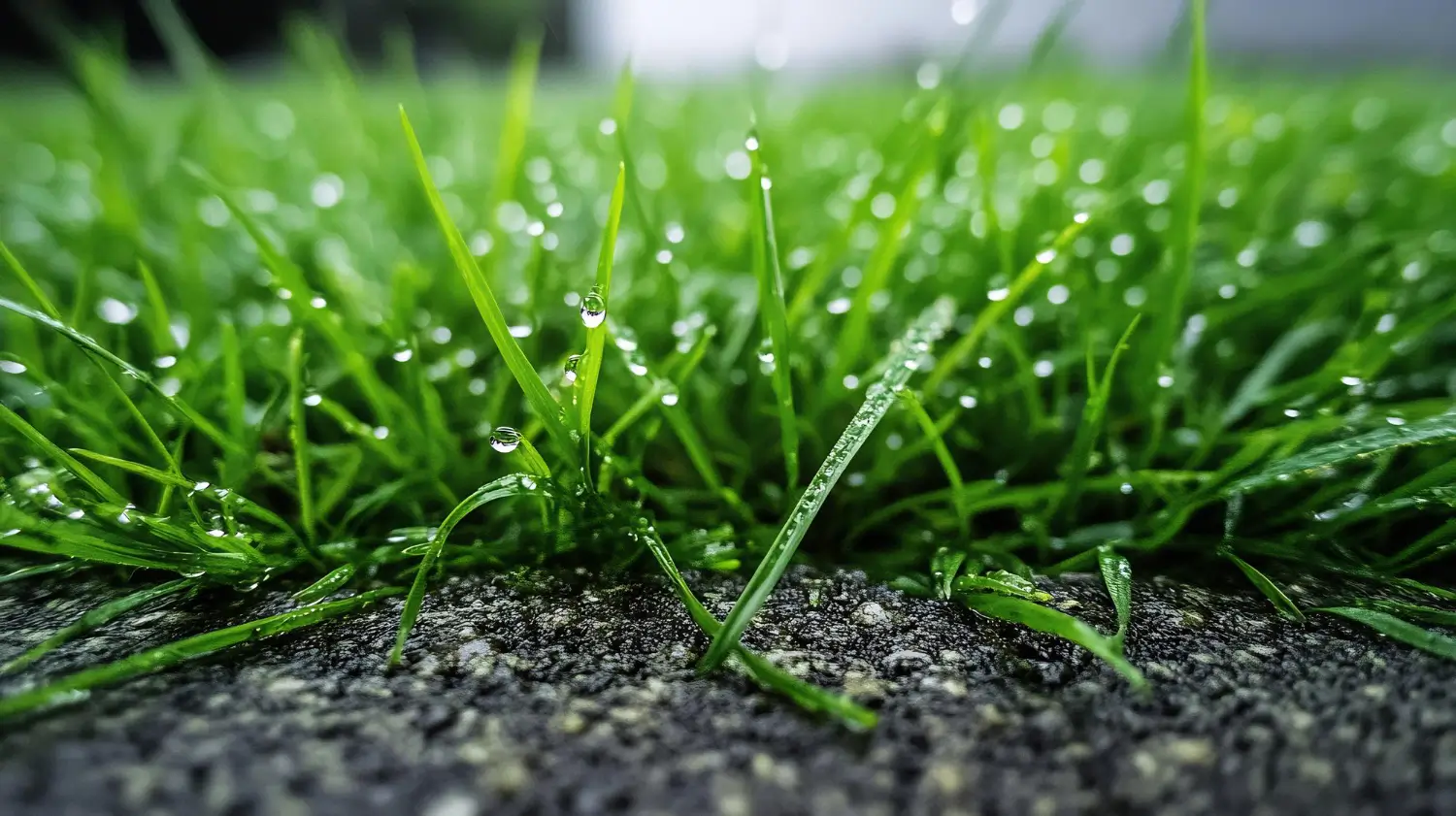 Achieving a Green Lawn with Liquid Fertilizers: Best Products and Tips