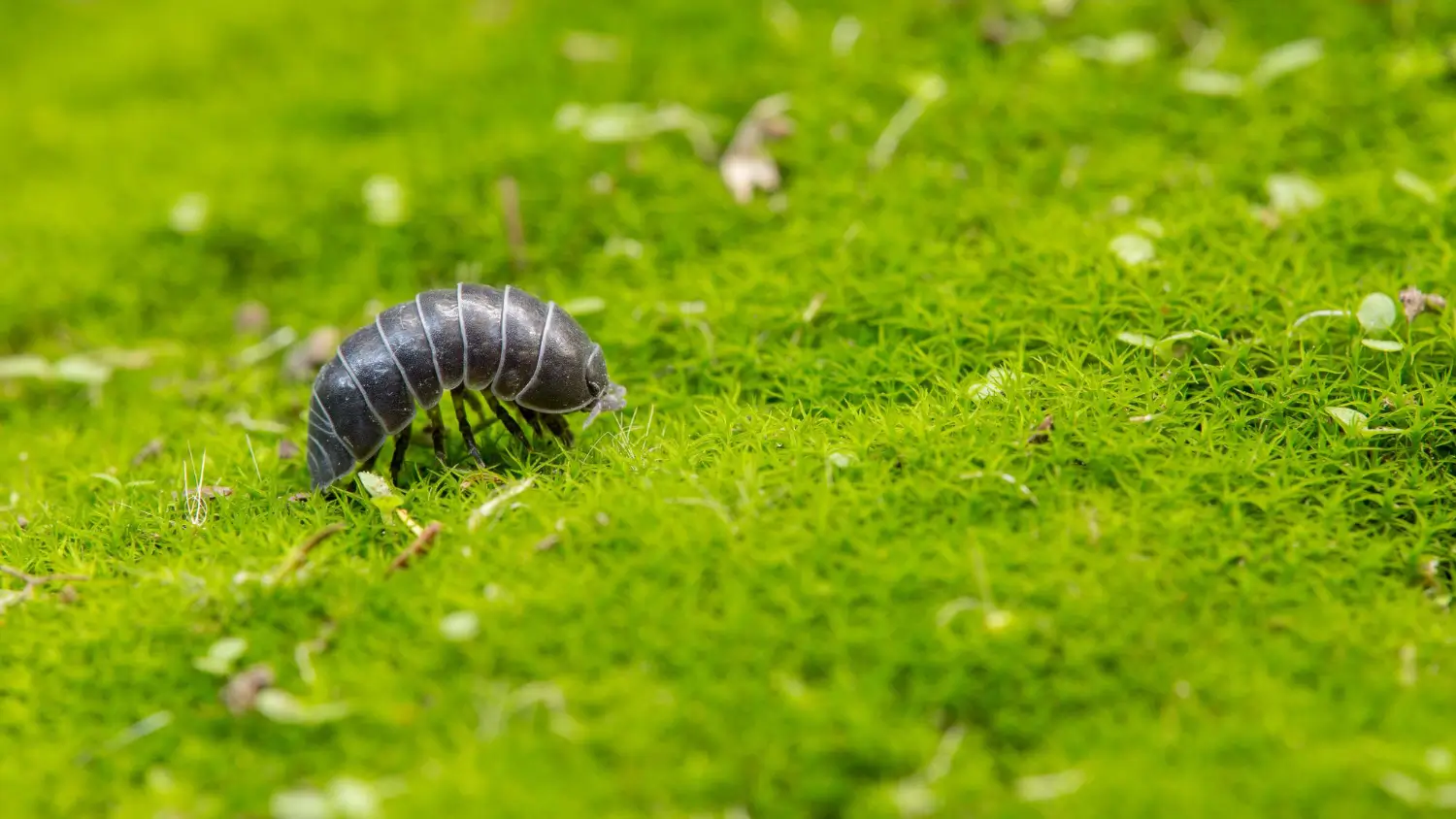 How to Choose the Best Grub Killer to Protect Your Lawn