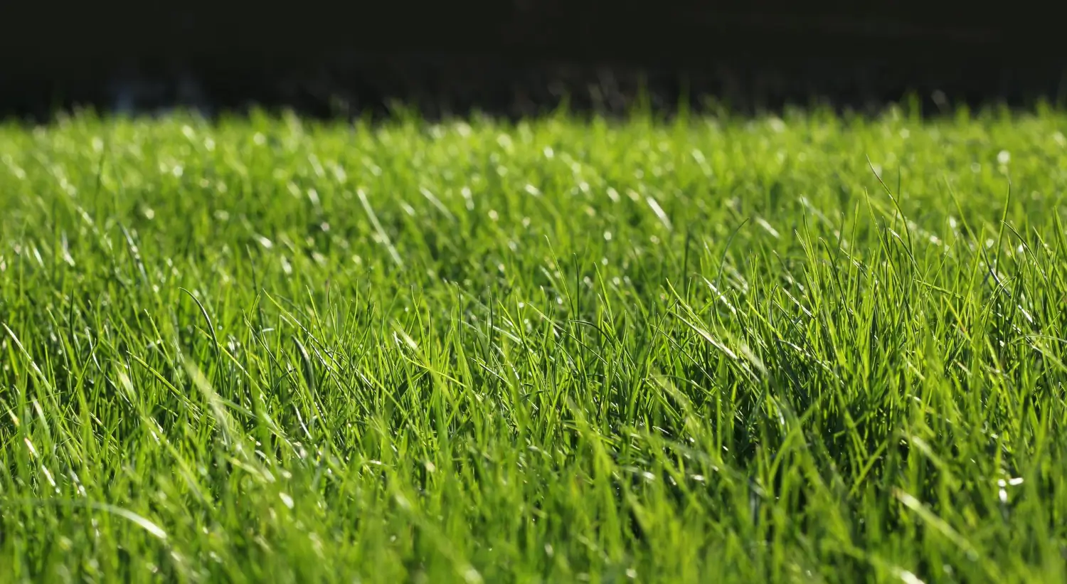 How to Make Your Grass Thicker: Proven Tips for a Dense, Green Lawn