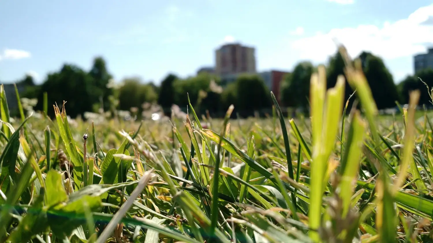 Choosing the Best Kentucky Bluegrass Seed for a Lush, Resilient Lawn