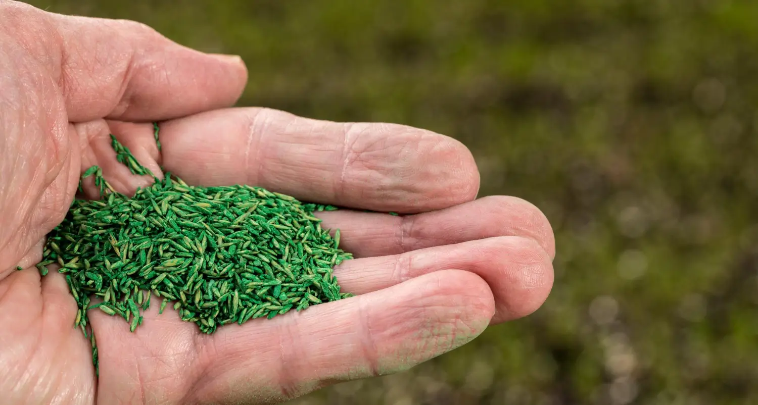 Fescue Grass Seed Guide: Choosing the Right Variety for Your Climate