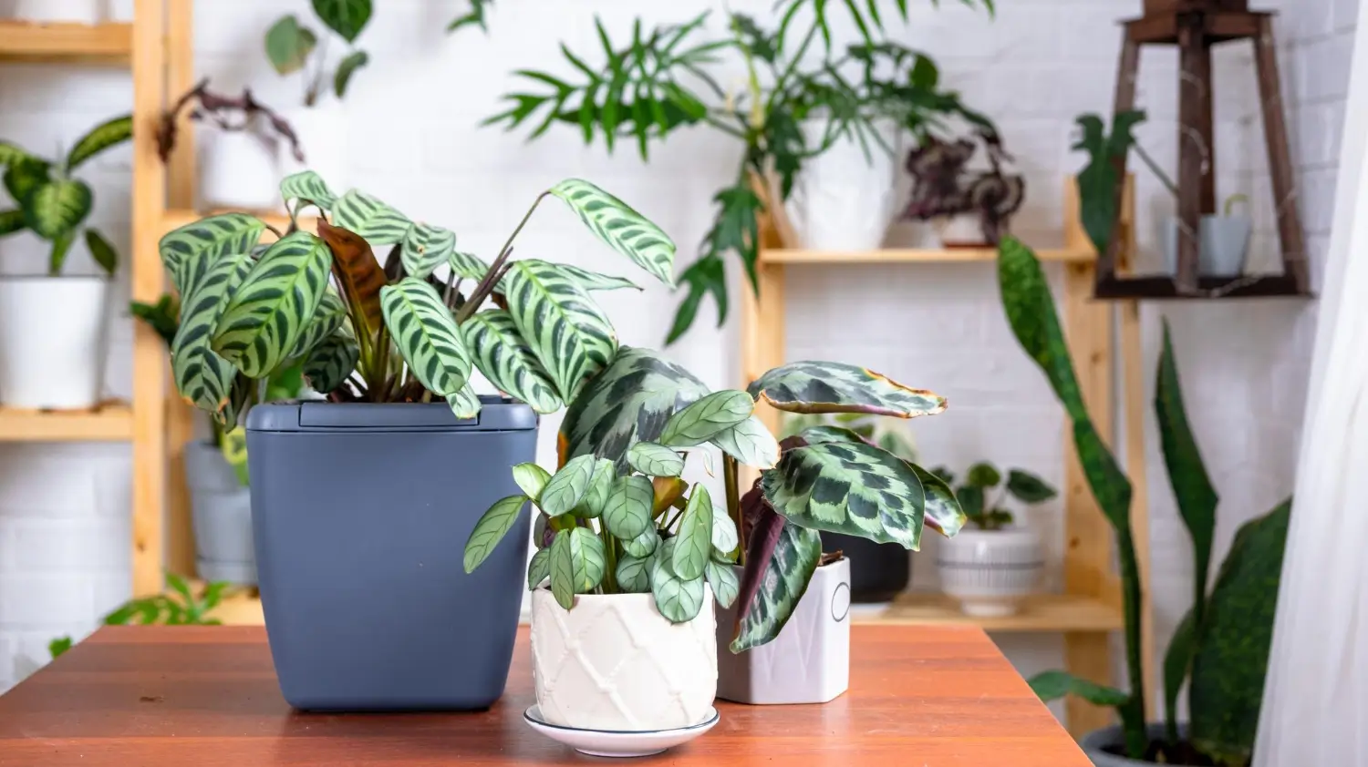 High-Yield Indoor Plants: Top Choices for Maximum Growth