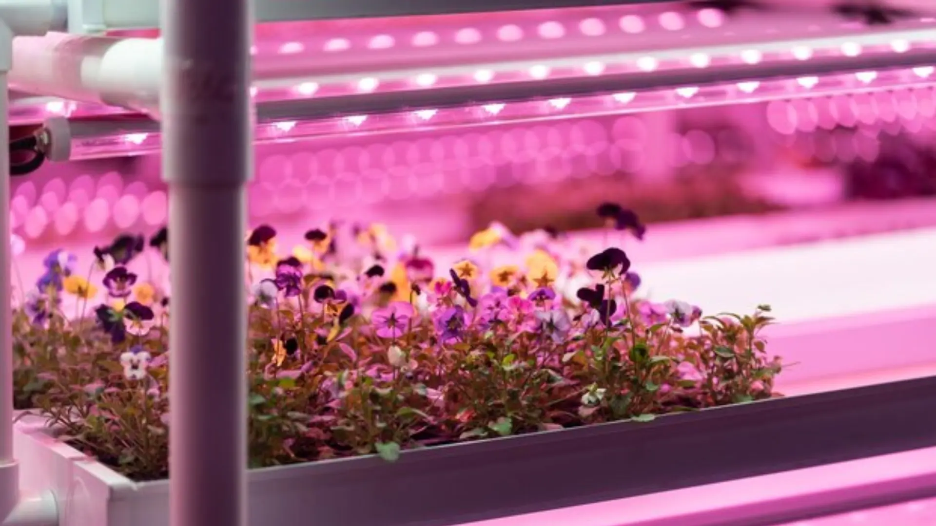 grow light solutions for growers