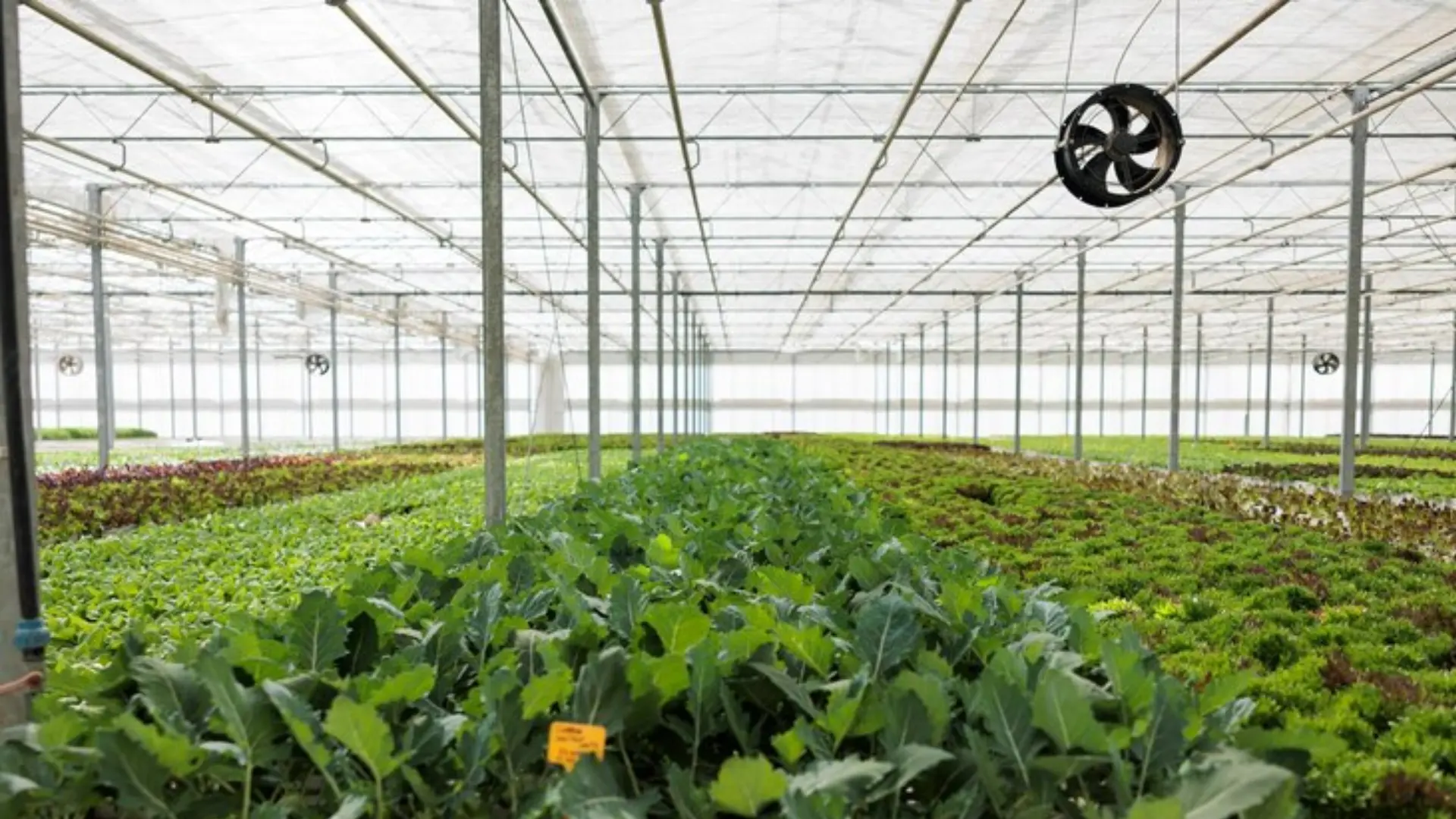 clean air solutions for growers