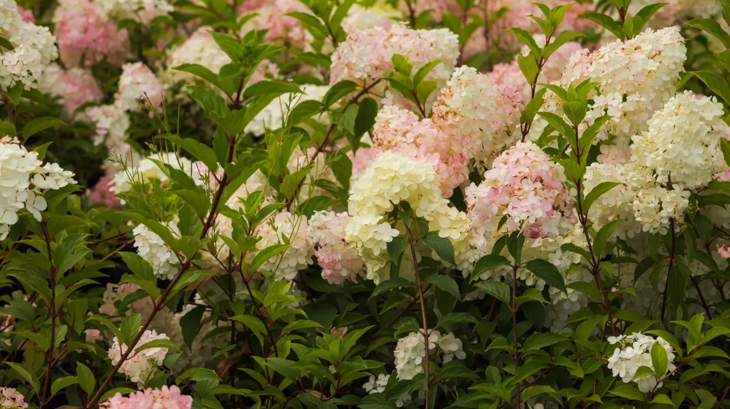 Hydrangea Trees: A Guide to Growing Gorgeous Blooms