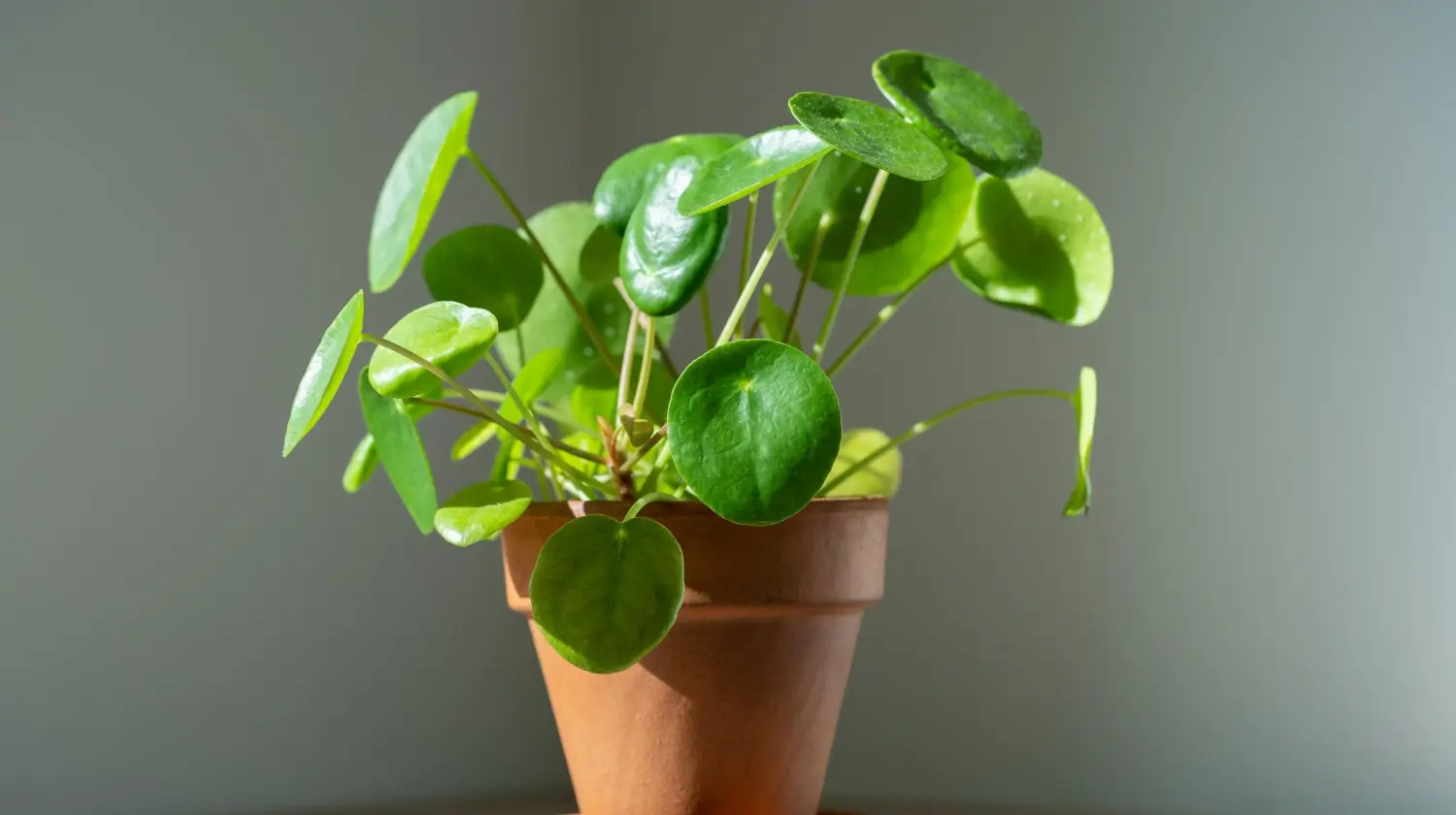 Chinese Money Plant Care: Easy Tips for a Thriving Pilea