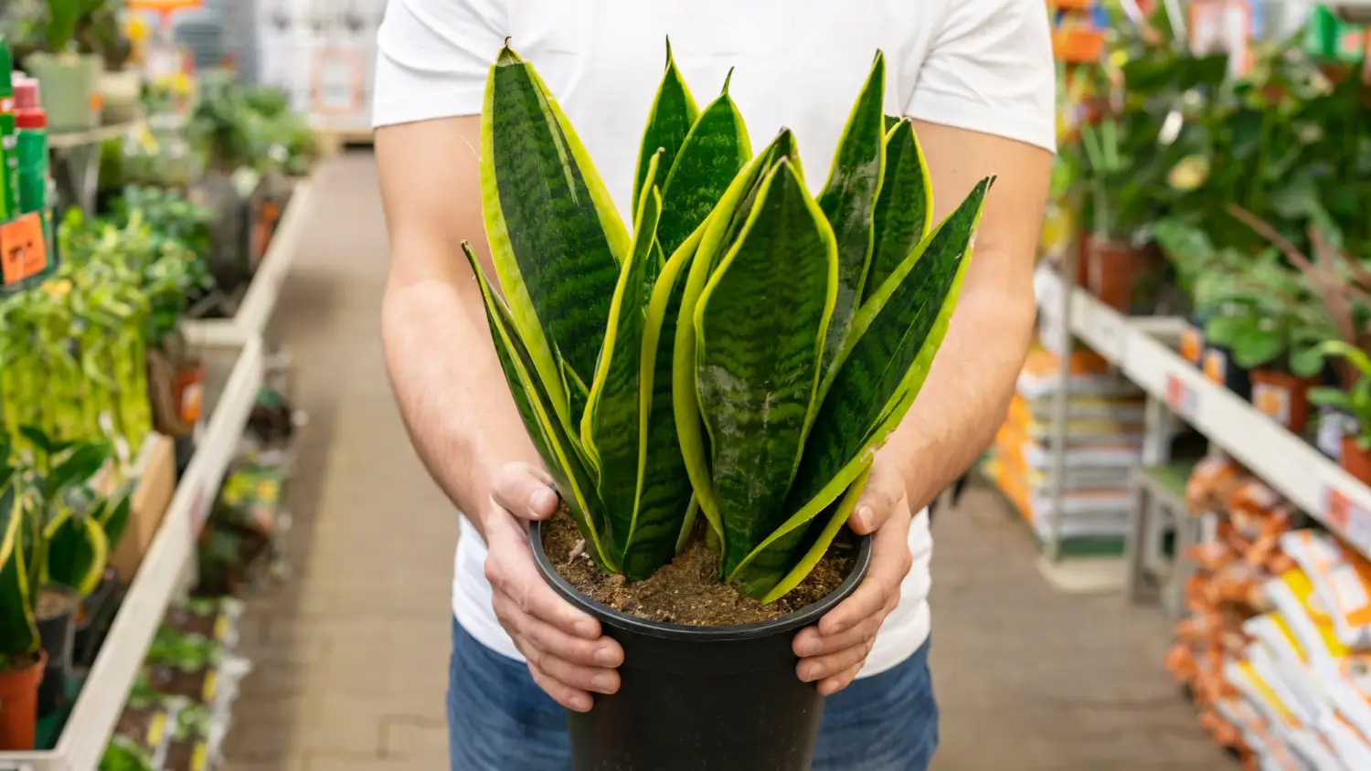 Sansevieria Care: The Ideal Plant for Beginners