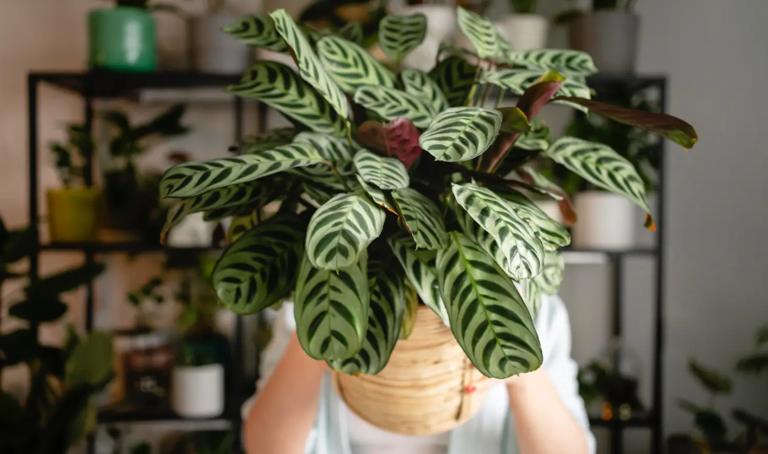 Dieffenbachia Care 101: How to Grow Dumb Cane Plants