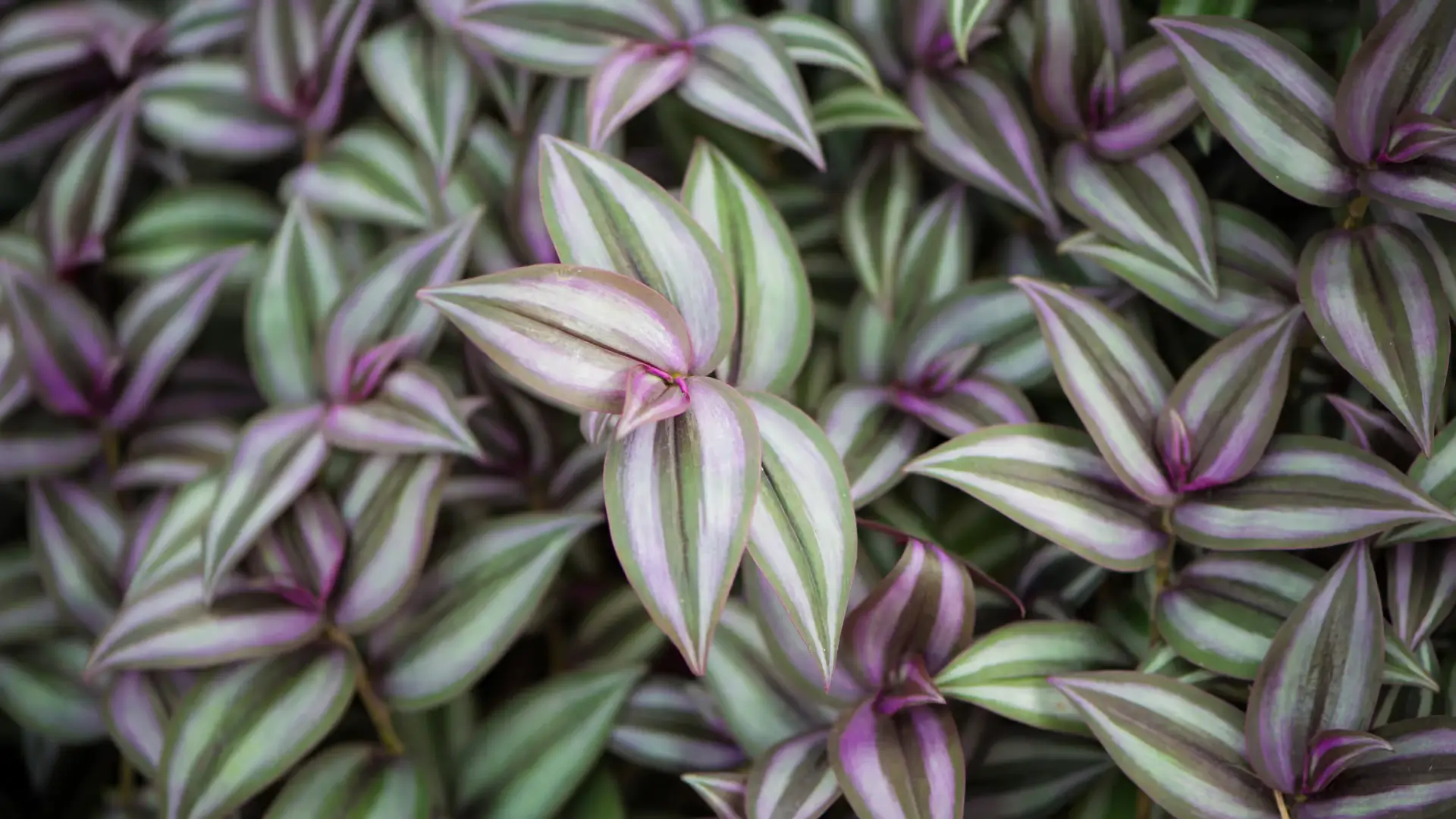 Growing & Caring for the Wandering Jew Plant: A Complete Guide