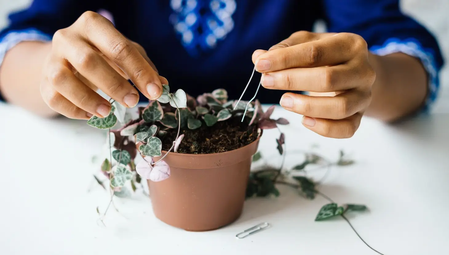 String of Hearts: A Guide to Growing This Charming Plant