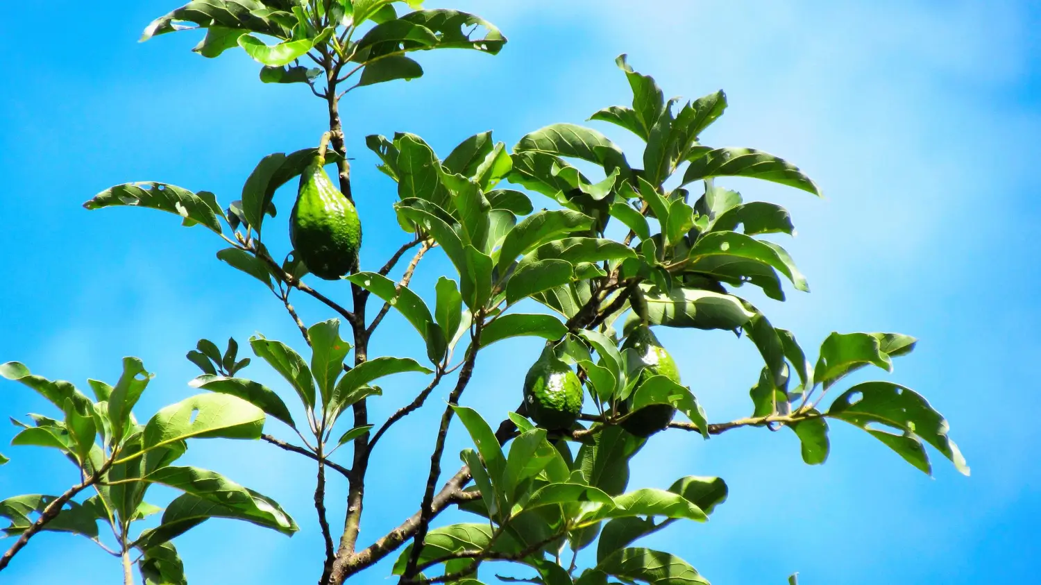 Growing guava trees: Tips for sweet, homegrown fruit