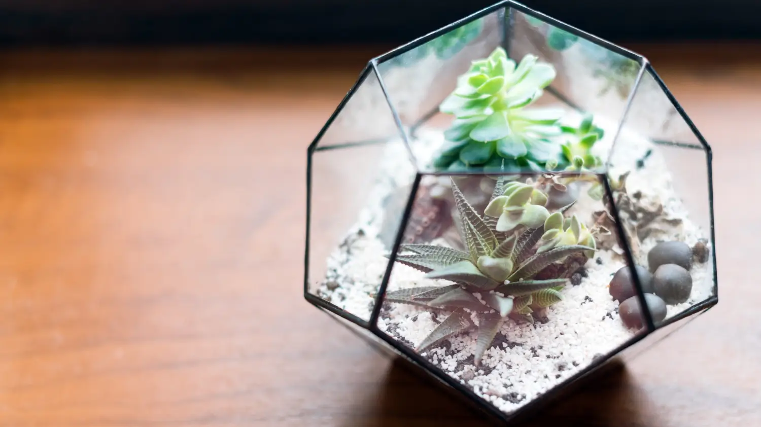 Best terrarium plants for a self-sustaining mini garden