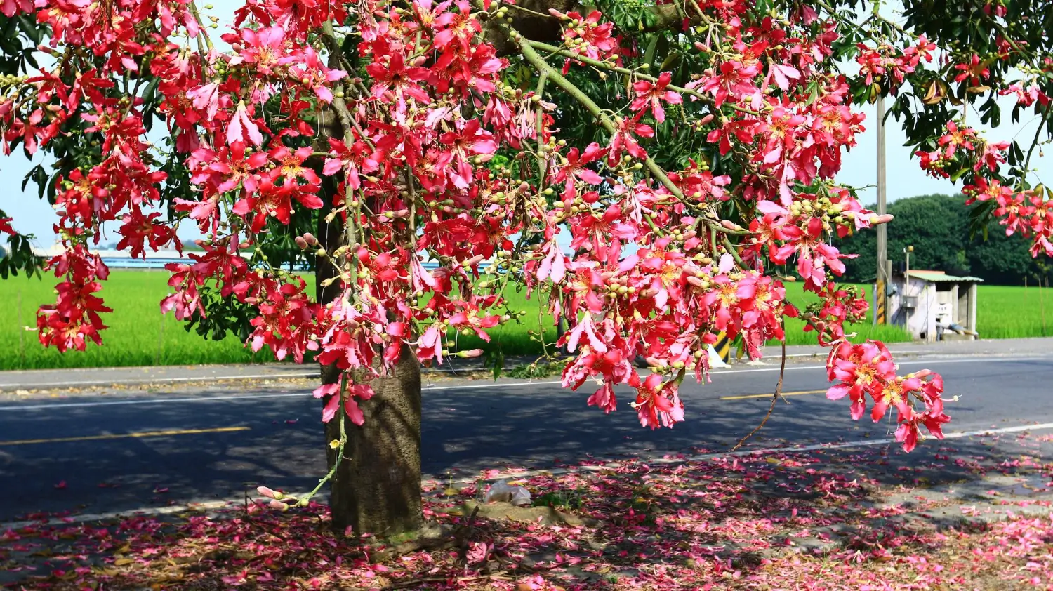 Best Flowering Trees to Add Color to Your Garden