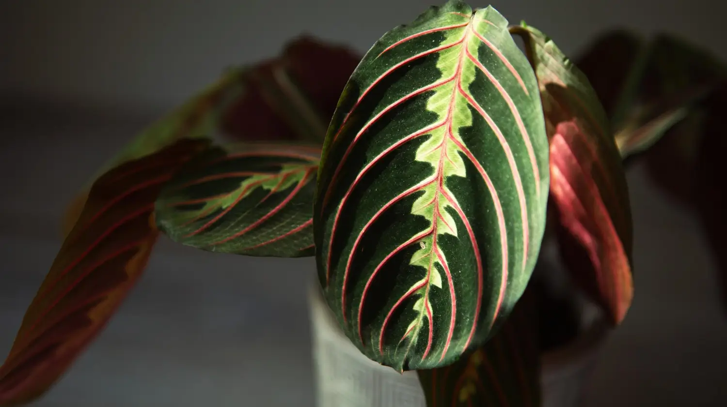 Top prayer plants for a unique, vibrant indoor garden