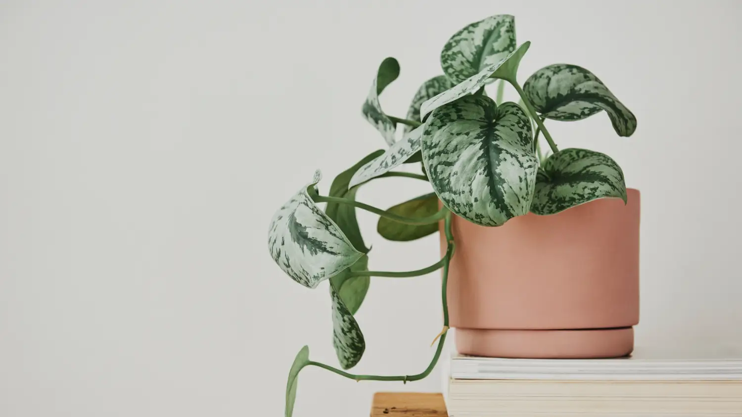 Scindapsus care guide: A hardy, stylish houseplant