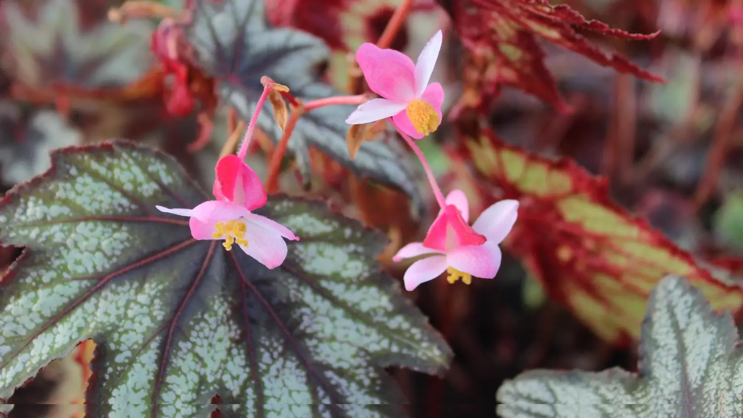 Growing Angel Wing Begonias: Care Tips for Stunning Blooms