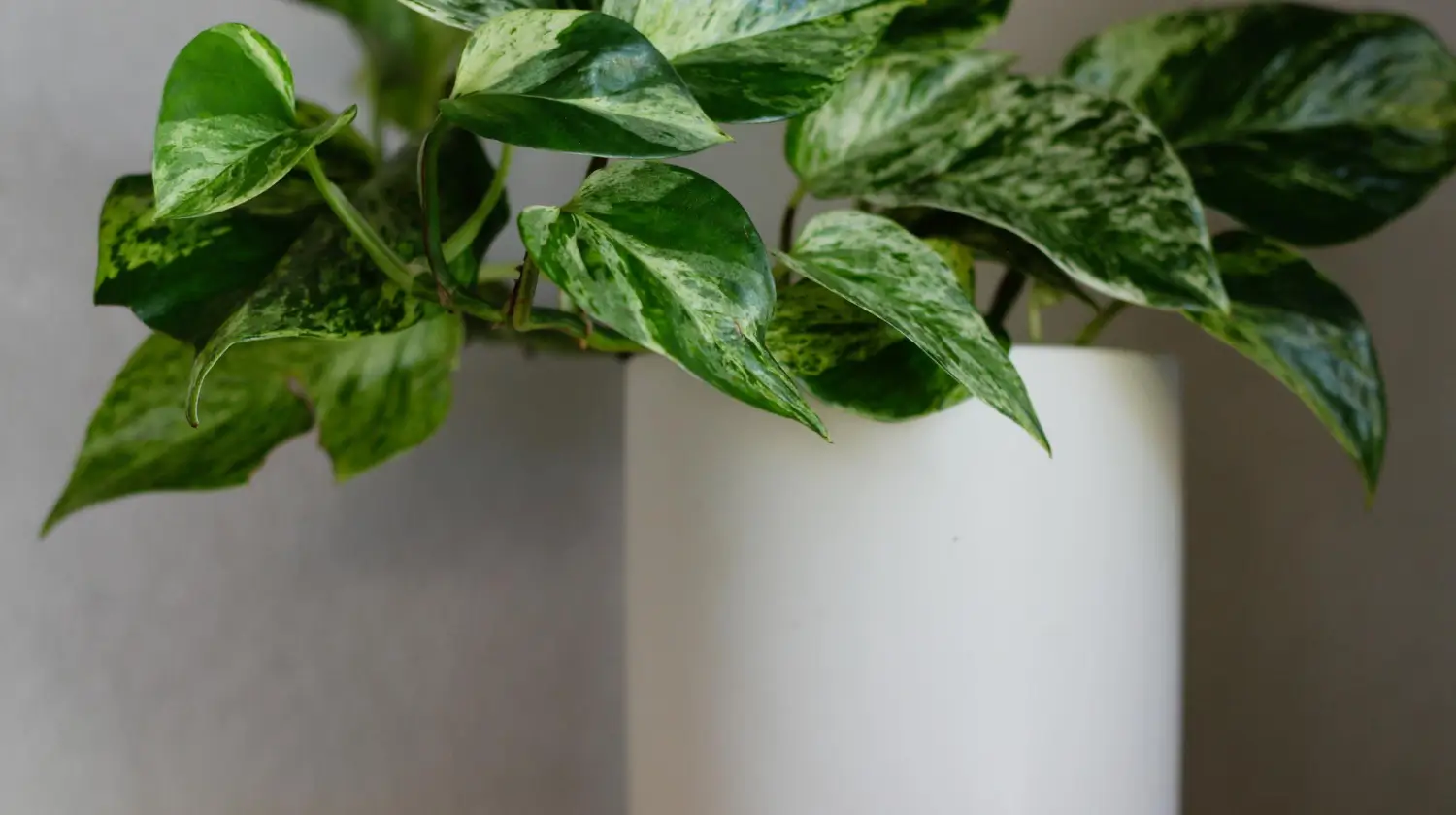 Marble queen pothos: Easy care for a stunning houseplant