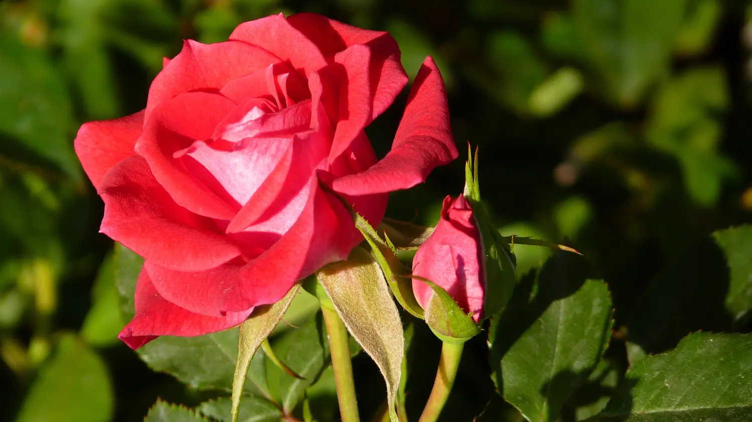 Knock out roses: Easy-care roses for long-lasting blooms