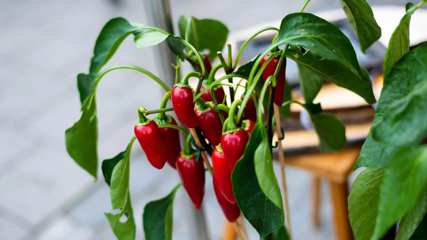 How to grow sweet and spicy peppers at home