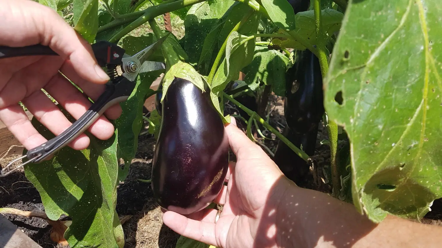 Eggplant growing guide: Tips for vibrant, delicious fruits