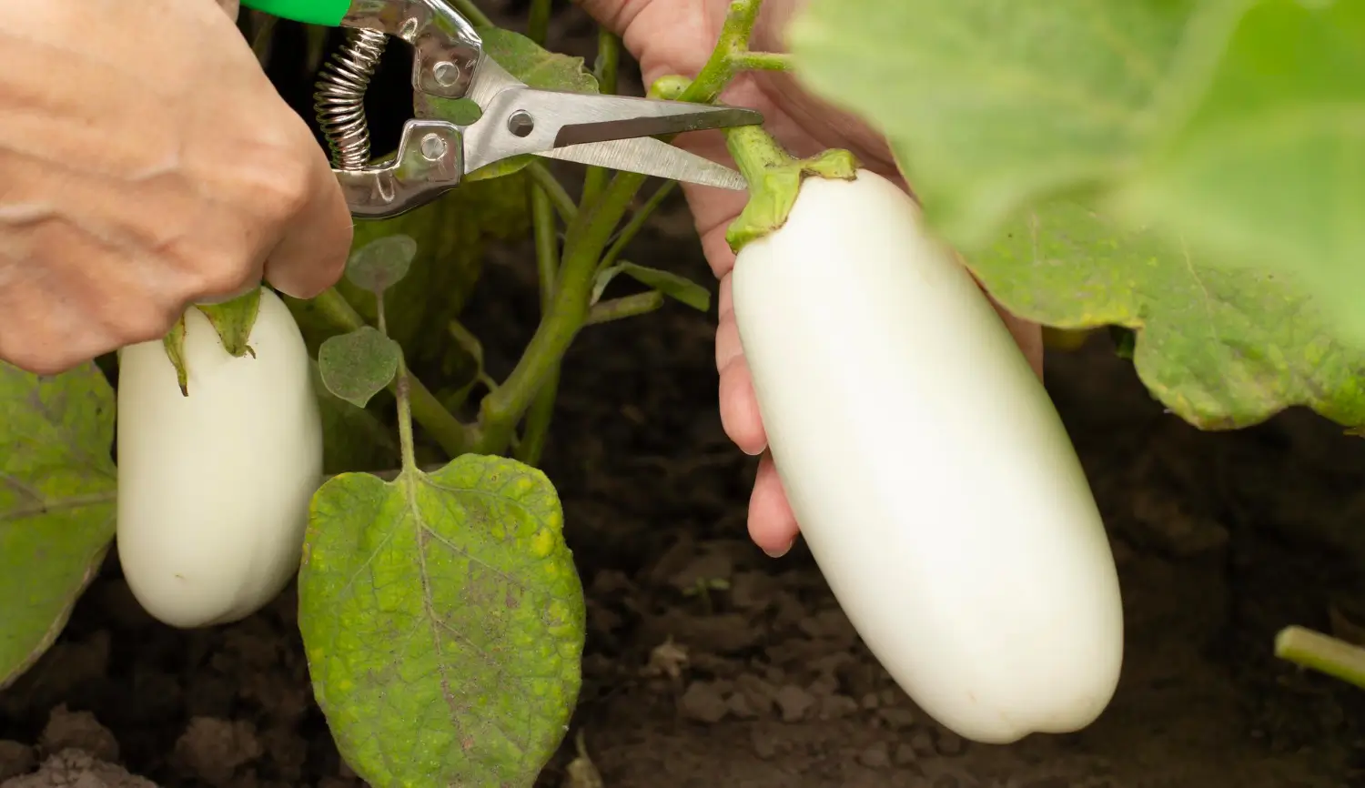 How to grow squash: A guide to summer and winter varieties