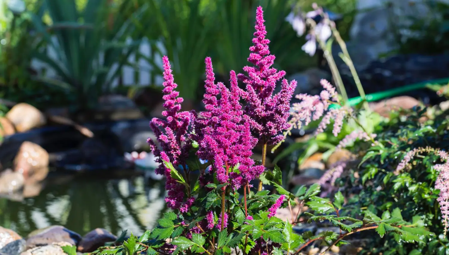 Astilbe: Brighten Your Shade Garden with These Gorgeous Blooms