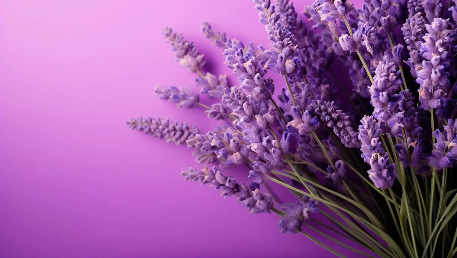 Lavender: How to Grow and Harvest This Fragrant Perennial