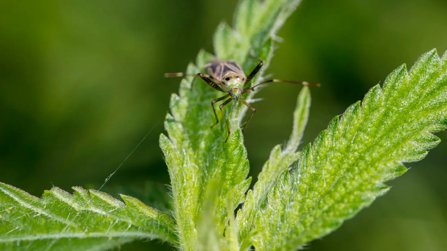 Herb garden rescue: How to identify and treat common pests and diseases