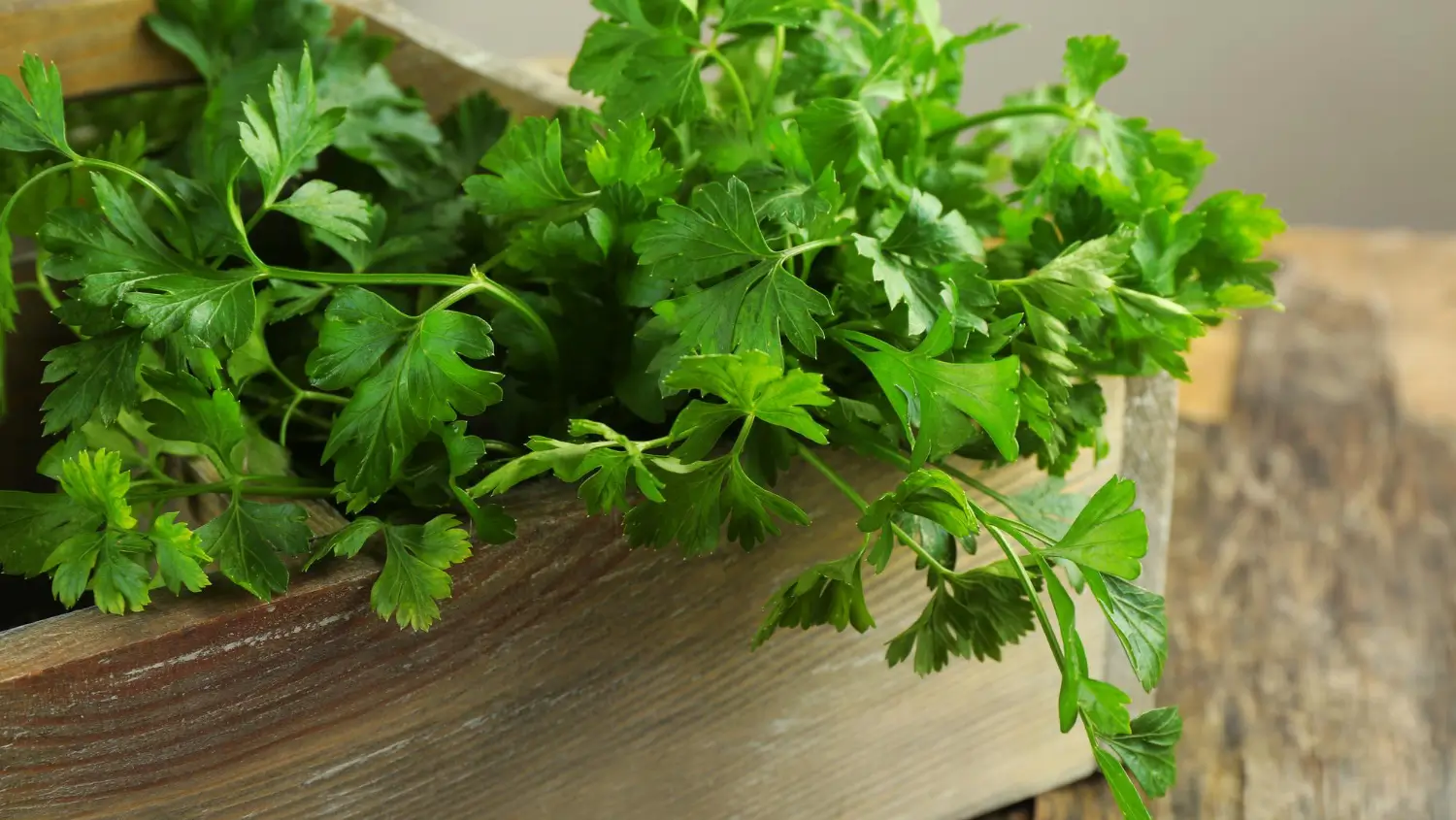 Growing cilantro at home: Tips for fresh, flavorful leaves