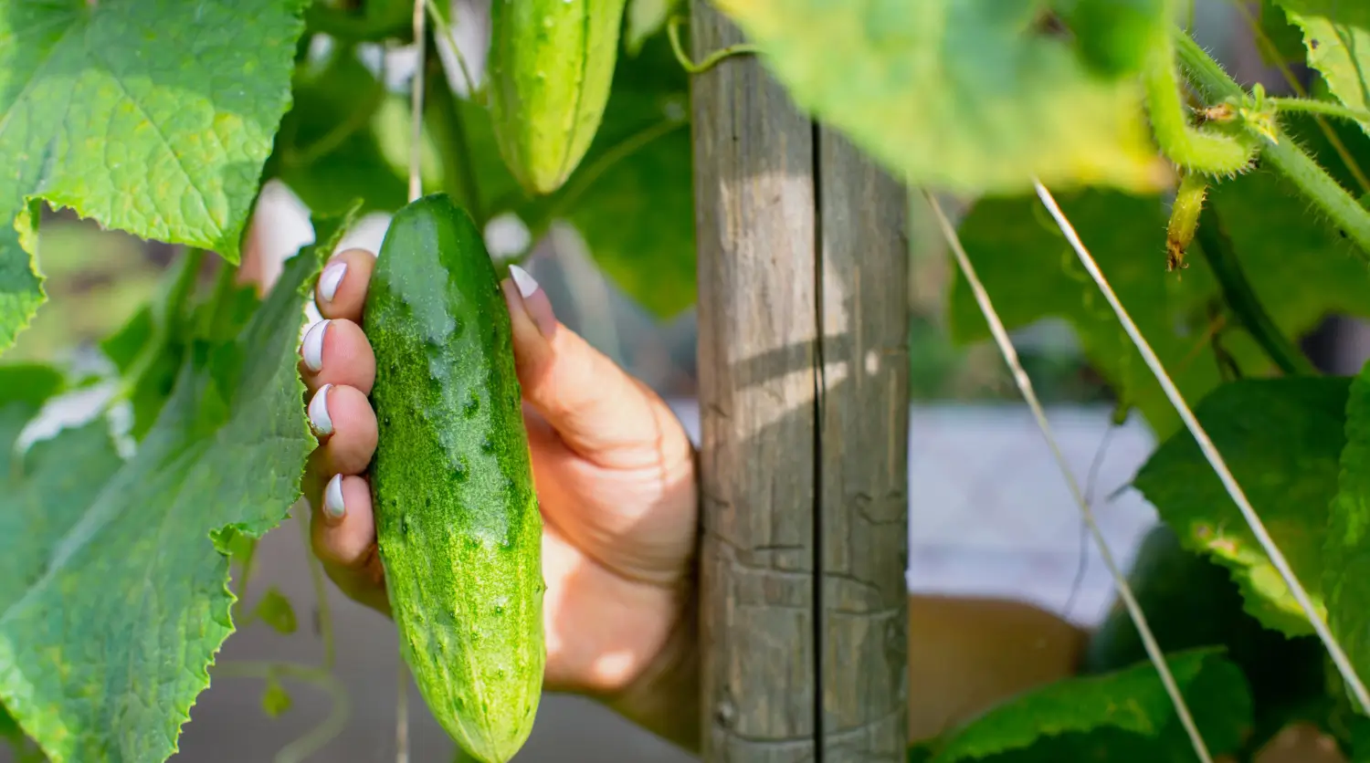 Cucumber growing made easy: Tips for crisp, fresh harvests