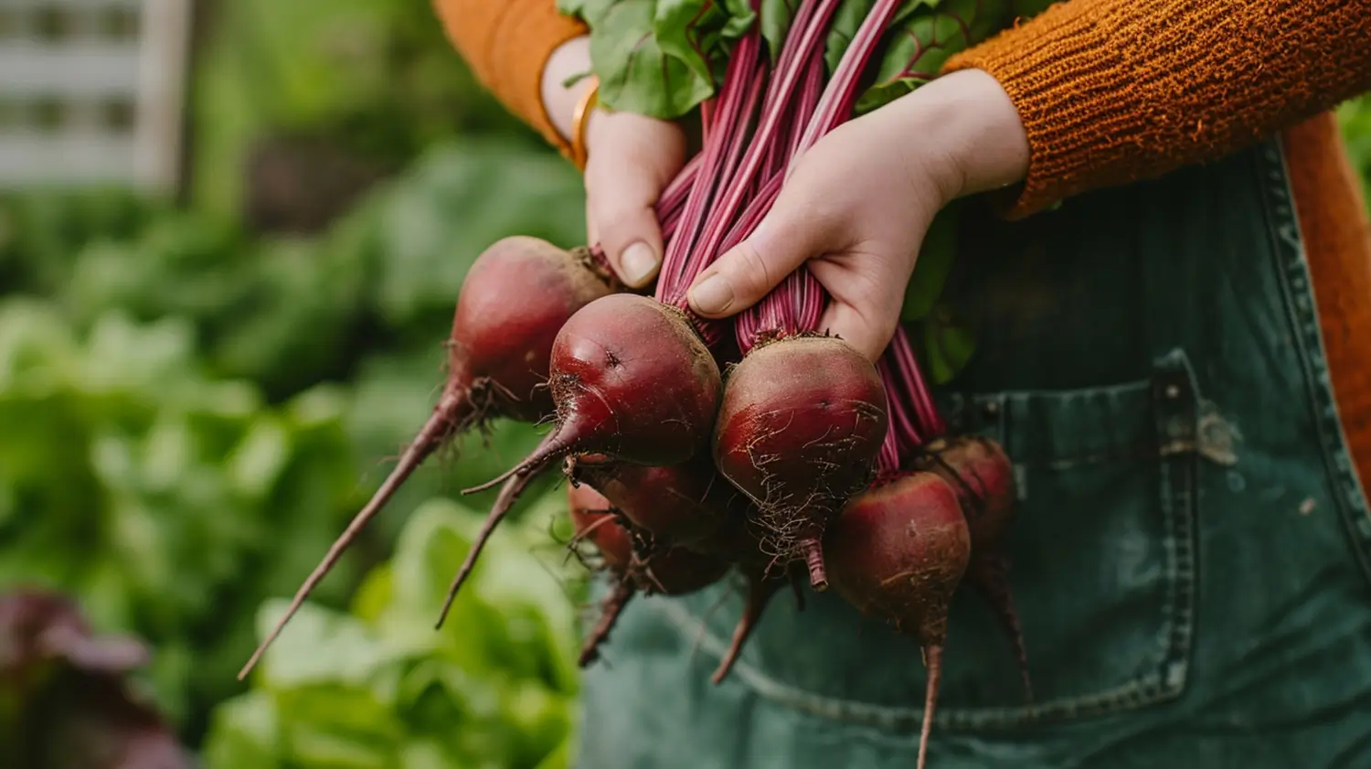 Growing beets at home: Tips for root and leaf harvests