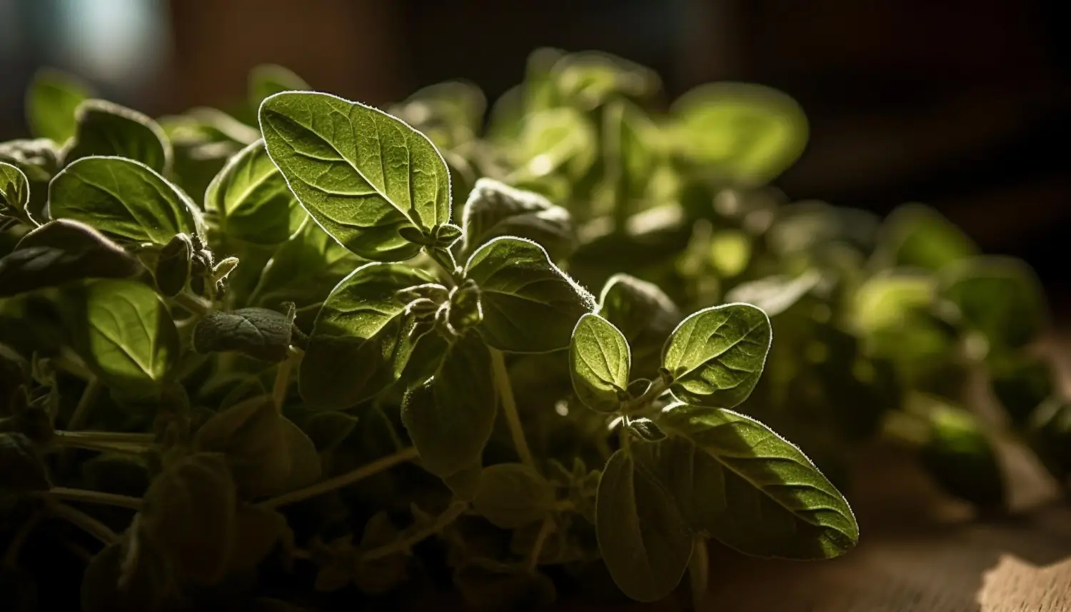 Growing basil at home: A fresh guide to year-round herbs