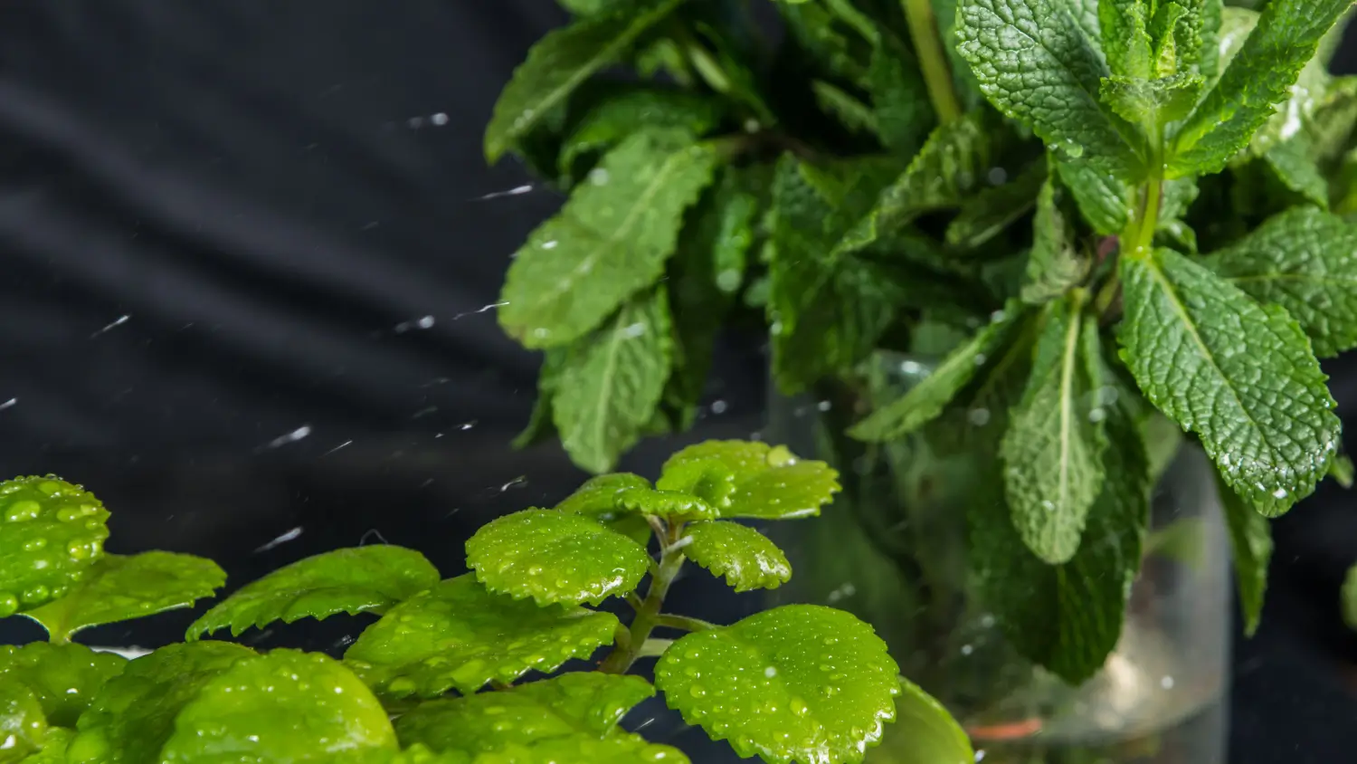 Natural pest and disease solutions for mint plants: A gardener’s guide