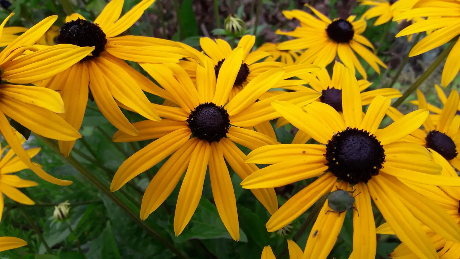 Black-Eyed Susan: Vibrant Beauty for Your Garden 