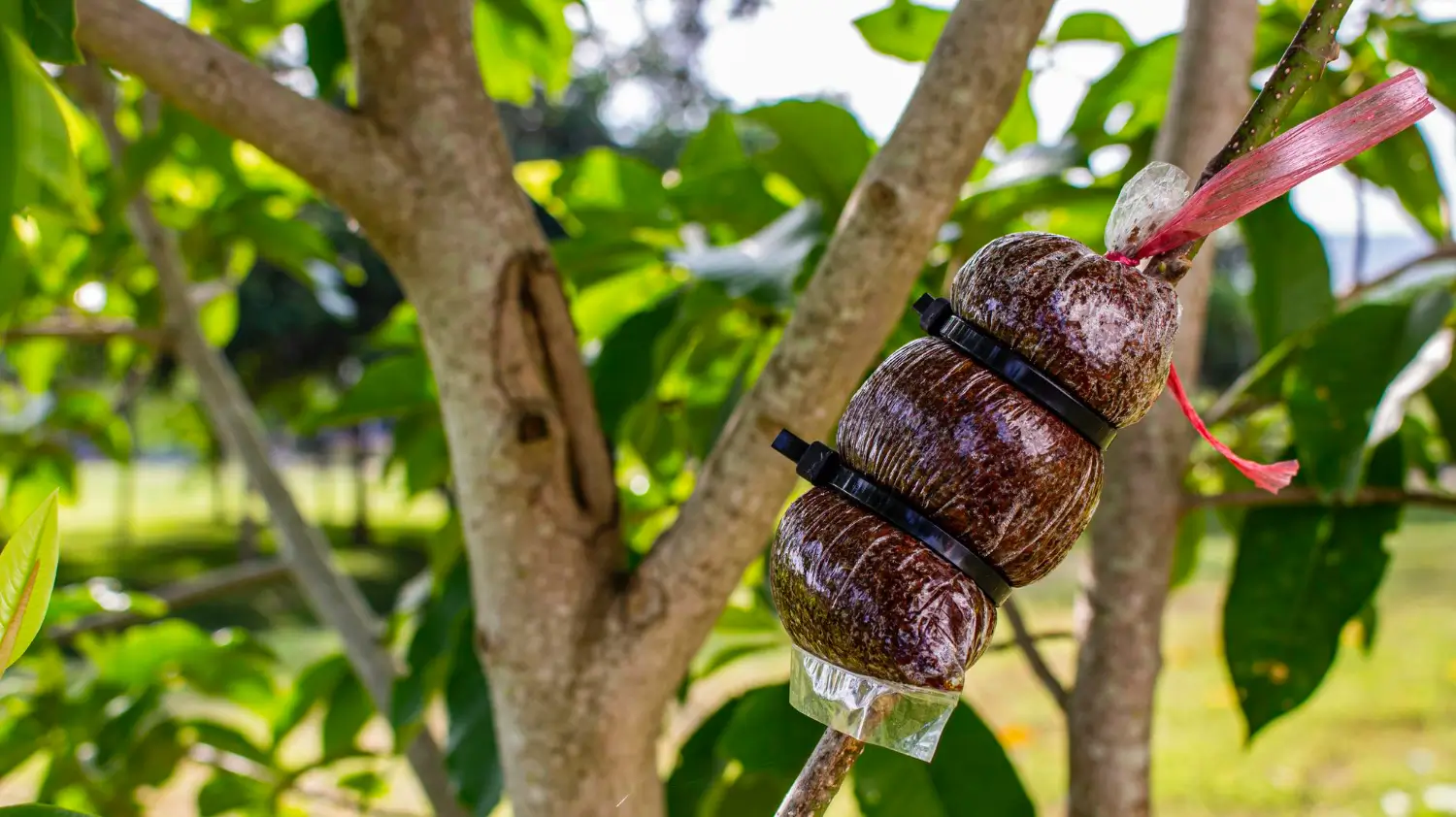 Air layering demystified: A simple propagation technique for woody plants