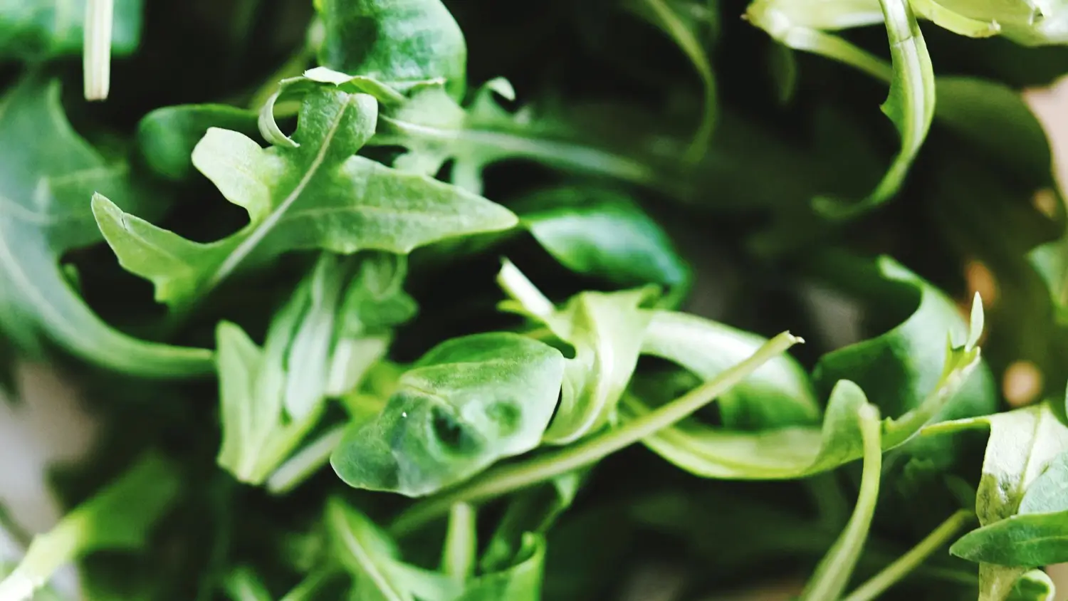 Growing arugula: Fresh greens from your home garden