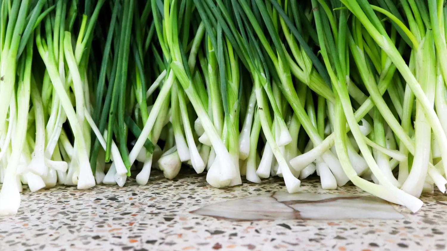 Growing scallions: Fresh, flavorful greens all year round