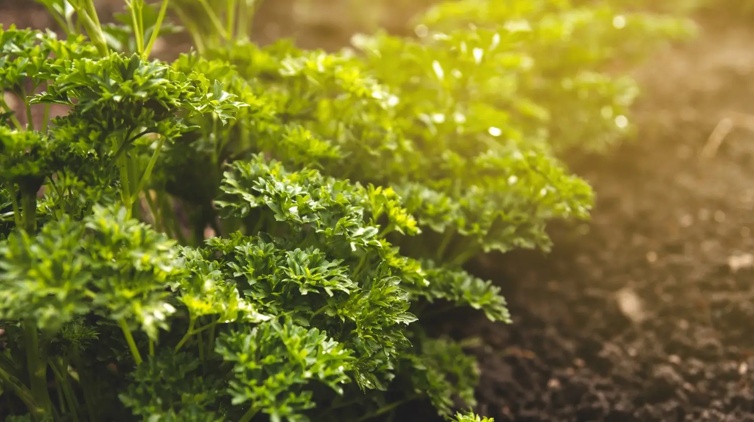 Parsley growing guide: Fresh flavor from your home garden